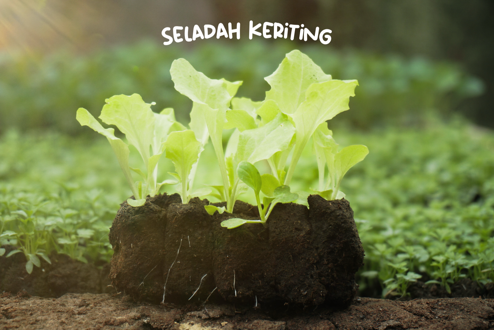 Produk